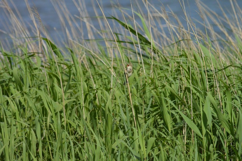 手賀沼のオオヨシキリ