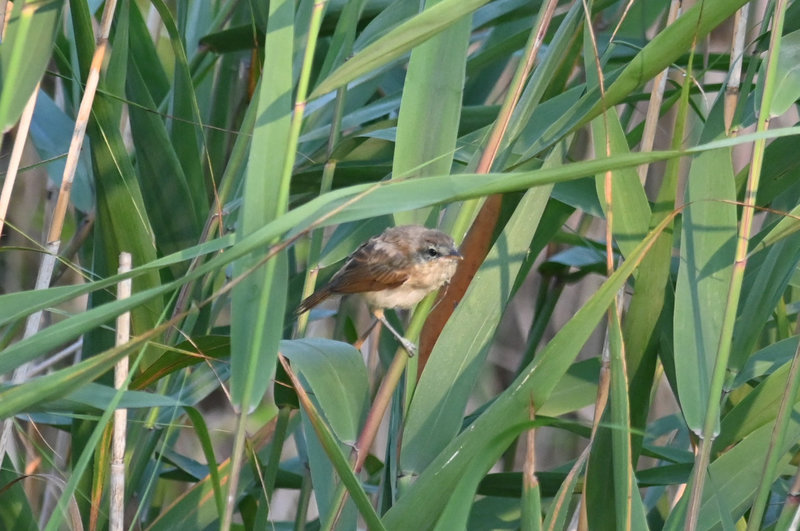 手賀沼のオオヨシキリ