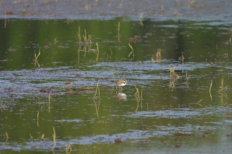 手賀沼のコチドリ